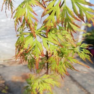 Javor dlaňovitolistý (Acer palmatum) ´SEIRU´, výška 50-70 cm, kont. C1,5L