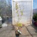 Javor dlaňolistý (Acer palmatum) ´SEIRU´, výška 50-70 cm, kont. C1,5L