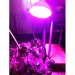  30 W - BASIC LED GROW žiarovka pre všetky rastliny, E27, SMD 2835, ružováá