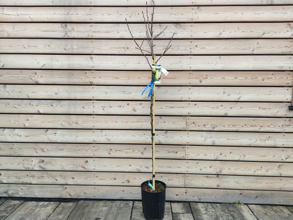 Hruška (Pyrus Communis) ´KONFERENCIA´ jesenná - zahradnici.sk
