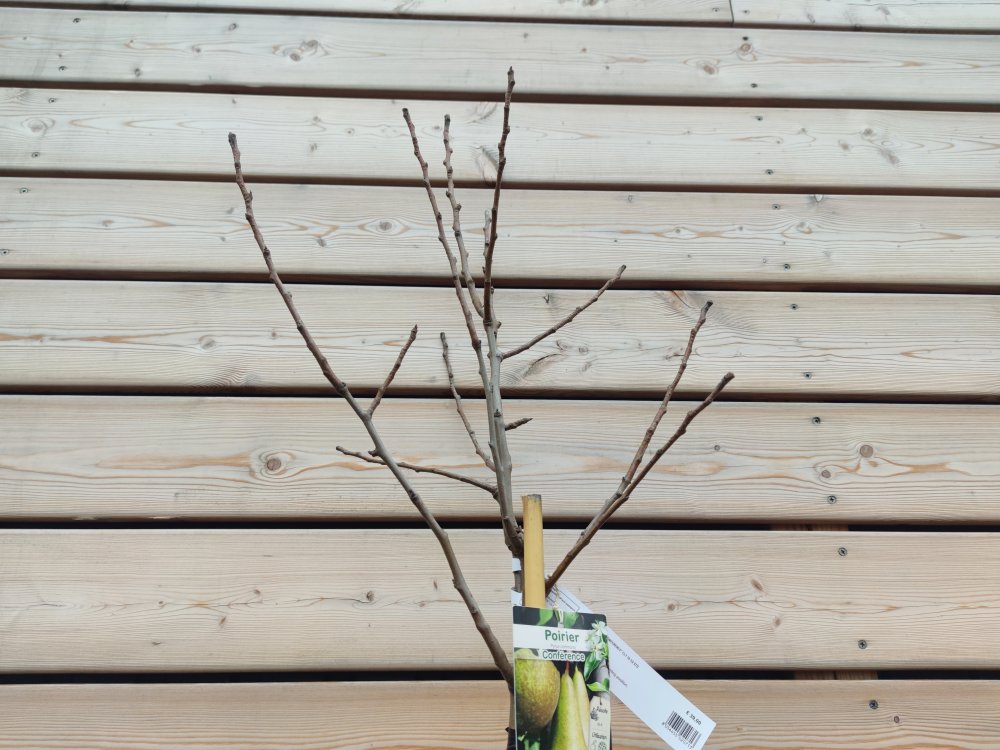 Hruška (Pyrus Communis) ´KONFERENCIA´ jesenná - zahradnici.sk