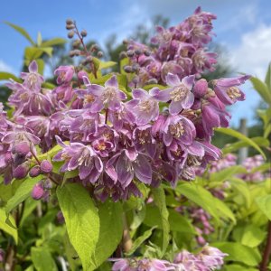 Trojpuky (Deutzia)