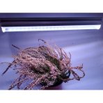 120 cm - LED GROW trubica pre kaktusy a sukulenty, 18W,  plné spektrum slabo-ružová
