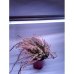 30 cm - LED GROW trubica pre rast rastlín, 5W, plné spektrum slabo-ružová