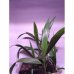120 cm - LED GROW trubica pre kaktusy a sukulenty, 18W,  plné spektrum slabo-ružová
