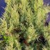 Borievka viržínska (Juniperus virginiana) ´BLUE MOUNTAIN´ - výška 20-30 cm, kont. C2L