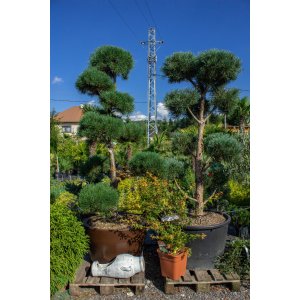 Borovica čierna (Pinus nigra) ´AUSTRIACA´ - výška 250 cm+, kont. C230L – BONSAJ 