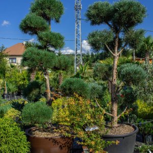 Borovica čierna (Pinus nigra) ´AUSTRIACA´ - výška 250 cm+, kont. C230L – BONSAJ 