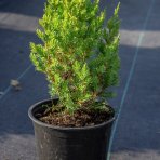 Borievka čínska (Juniperus chinensis) ´BLUE POINT´ - výška 20-30 cm, kont. C2L
