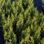 Borievka čínska (Juniperus chinensis) ´BLUE POINT´ - výška 20-30 cm, kont. C2L