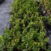 Čučoriedka kanadská (Vaccinium corymbosum) ´CHANDLER´- stredne skorá 30-60 cm; kont. C1L
