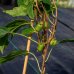 Aktinídia význačná - mini kiwi  (Actinidia arguta) ´ISSAI´ - výška 70-100 cm, kont. C2L (-26°C)