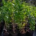 Ríbezľa čierna (Ribes nigrum) ´RUBEN´ - stredne skorá 30-60 cm, kont. 2L - KRÍKOVÁ