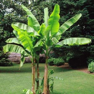 Banánovník ´MUSA BASJOO´ - výška kmeňa 90-100cm, celková výška 130-170cm (-18°C)
