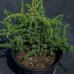 Borievka obyčajná (Juniperus communis) ´BARTON´ - výška 20-30 cm, priemer 20-40 cm, kont. C2L