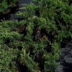 Borievka viržínska (Juniperus virginiana) ´GOLDEN SPRING´ - výška 20-30 cm, priemer 20-40 cm, kont. C2L