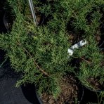 Borievka viržínska (Juniperus virginiana) ´GOLDEN SPRING´ - výška 20-30 cm, priemer 20-40 cm, kont. C2L