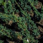 Borievka šupinatá (Juniperus squamata) ´MEYERI´ - výška 20-40 cm, kont. C2L