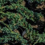 Borievka šupinatá (Juniperus squamata) ´MEYERI´ - výška 20-40 cm, kont. C2L