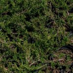 Borievka pobrežná (Juniperus conferta) "EMERALD´, výška: 20-50 cm