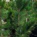 Borovica ťažká (Pinus ponderosa) – výška 120-140 cm, kont. C15L
