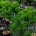 Borovica horská (Pinus mugo) ´GNOM´ – výška 80-100 cm, kont. C10L
