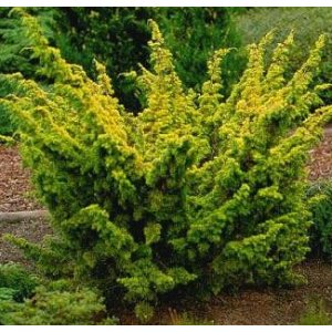 Borievka čínska (Juniperus chinensis) ´PLUMOSA AUREA´ - výška 20-30cm, kont. C2L