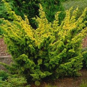 Borievka čínska (Juniperus chinensis) ´PLUMOSA AUREA´ - výška 20-30cm, kont. C2L