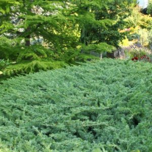 Borievka pobrežná (Juniperus conferta) "EMERALD´, výška: 20-50 cm