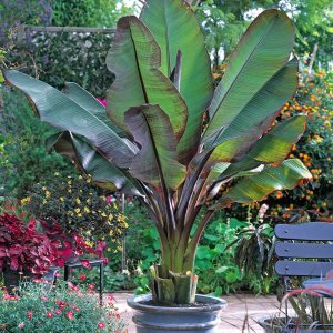 Banánovník habešský (Banana ensete) ´MAURELII´ - výška 80-100 cm, kont. C12L (-5°C)