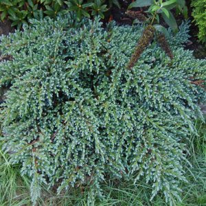 Borievka šupinatá (Juniperus squamata) ´MEYERI´ - výška 20-40cm, kont. C2L