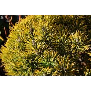 Borovica horská (Pinus mugo) ´WINTERGOLD´ – výška 130-150cm, kont. C15L