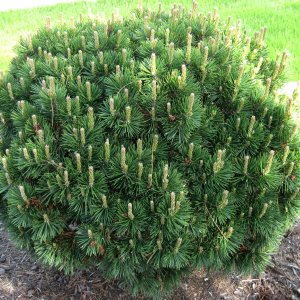 Borovica horská (Pinus mugo) ´GNOM´ – výška 80-100cm, kont. C10L