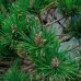 Borovica drobnokvetá (Pinus parviflora) ´BREVIFOLIA´ – výška 120-130 cm, kont. C110L - BONSAJ