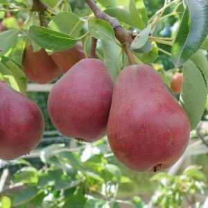 Hruška obyčajná (Pyrus communis) - červená ´WILLIAMS´ - letná 140-160 cm - voľnokorenná