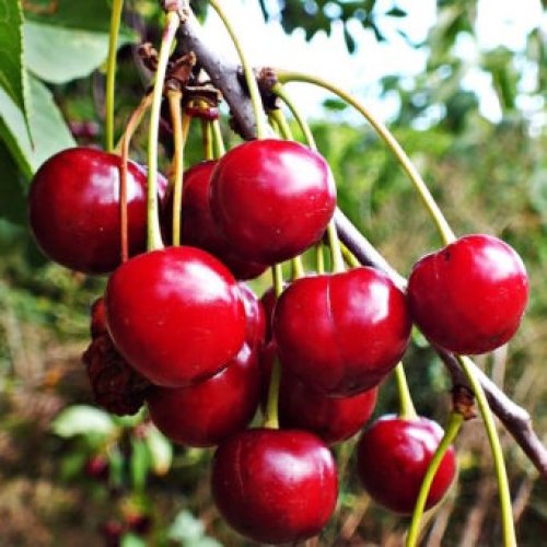 Čerešňa (Prunus avium) ´BURLAT´ skorá 130-160cm - voľnokorenná 