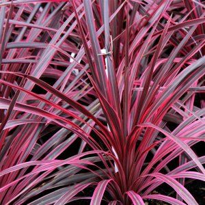 Cordyline ´SOUTHERN SPLENDOUR´ - veľkosť kmeňa 5-10cm, výška 50-70cm, kont. C3L (-12°C)