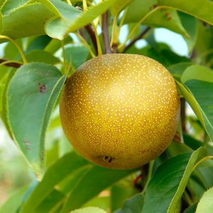 Ázijská hruška (Pyrus pyrifolia) ´Kosui´ letná/skorá jesenná - 80-110cm, voľnokorenná