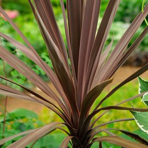 Cordyline Australis ´RED STAR´ - výška 50-70 cm (-12°C)