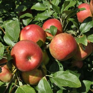 Jabloň domáca (Malus domestica) ´ZLATÁ RENETA´ výška 150-170 cm, voľnokorenná