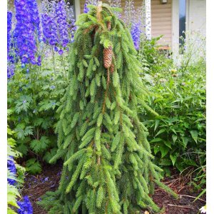 Smrek obyčajný (Picea abies) ´INVERSA´ – výška 60-90cm, kont. C5L