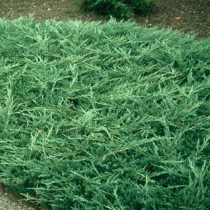 Borievka rozprestretá (Juniperus horizontalis) ´BAR HARBOR´ - výška 15-30cm,  kont. C3L