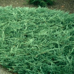 Borievka rozprestretá (Juniperus horizontalis) ´BAR HARBOR´ - výška 5-10 cm, priemer 15-20 cm, kont. C2L