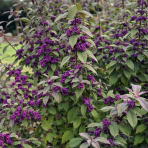 Krásnoplod (Callicarpa bodinieri var. giraldii)  - výška 30-50 cm, kont. C3L