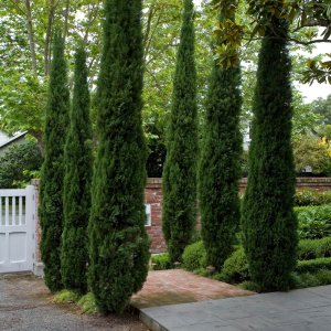 Cyprus vždyzelený (Cupressus sempervirens)  - výška 100-120cm, kont. C2L