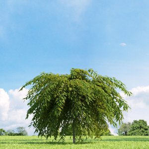 Vŕba plazivá (Salix repens) ´NITIDA´ - výška 100-120cm, kont. C3L  - NA KMIENKU