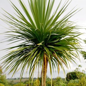Cordyline Australis  - výška 125-150cm, kont. C30L (-12°C) – DVA KMENE