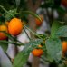 Kumquat (Citrus japonica) ´FORTUNELLA MARGARITA´ - výška 120-140 cm, kont. C10L
