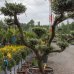 Olivovník európsky (Olea europaea) - výška 150-160 cm, kont. C110L - BONSAJ (-12°C)