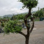 Olivovník európsky (Olea europaea) - výška 140-150cm, kont. C70L - BONSAJ (-12°C)